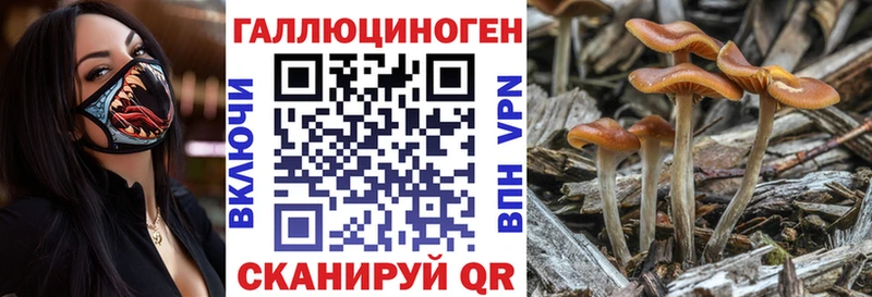 blacksprut ссылка как найти закладки Нахабино Псилоцибиновые грибы Cubensis